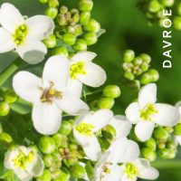 Smoothing Balm - Image 4